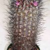 neoportaria_microsperma